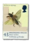 1998 GB2019 European Mole Cricket (Gryllotalpa gryllotalpa)