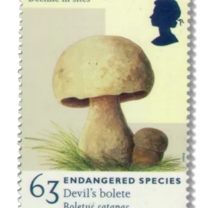 1998 GB2020 Devil's Bolete (Boletus satanas)