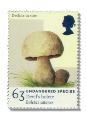 1998 GB2020 Devil's Bolete (Boletus satanas)