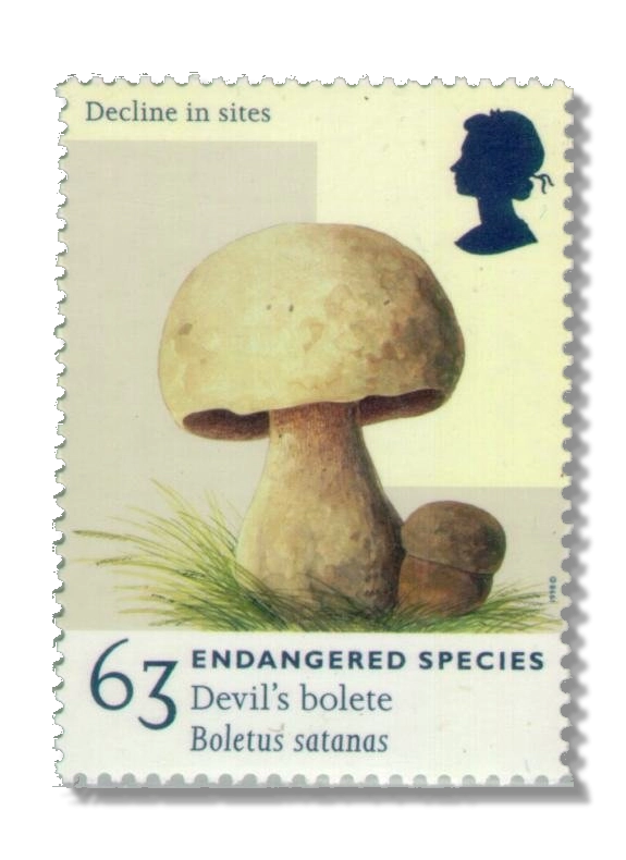 1998 GB2020 Devil's Bolete (Boletus satanas)