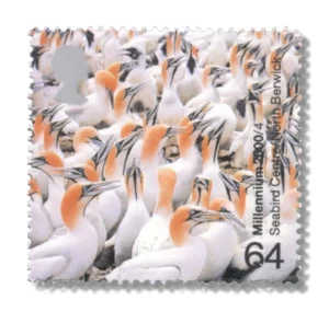 2000 GB2128 Northern Gannet (Morus bassanus)