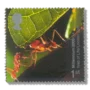 2000 GB2139 Leafcutter Ant (Atta sp.)