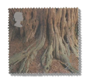 2000 GB2156 Tree Roots ("Yews for the Millennium" Project)