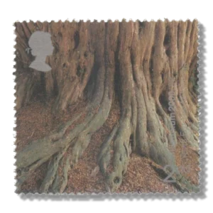 2000 GB2156 Tree Roots ("Yews for the Millennium" Project)