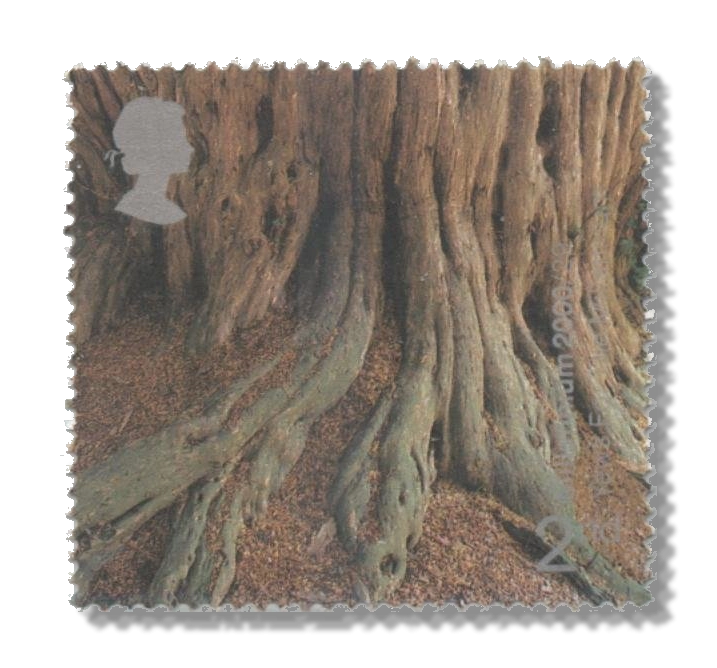 2000 GB2156 Tree Roots ("Yews for the Millennium" Project)