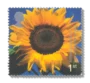 2000 GB2157 Sunflower ("Eden" Project, St Austell)