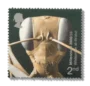 2000 GB2162 Ant (Gigantiops destructor)
