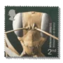 2000 GB2162 Ant (Gigantiops destructor)