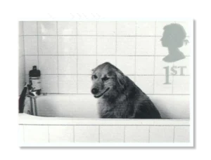 2001 GB2188 Dog in Bath