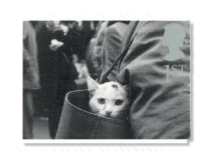 2001 GB2190 Cat in Handbag