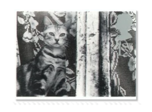 2001 GB2193 Cat at Window