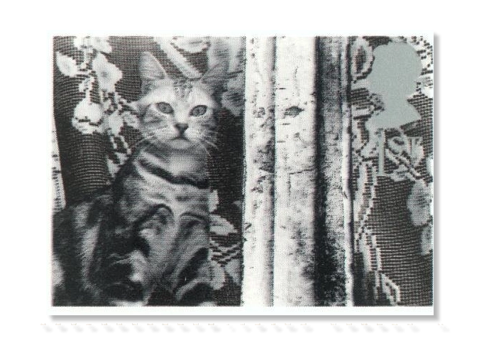 2001 GB2193 Cat at Window