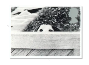 2001 GB2194  Dog Behind Fence