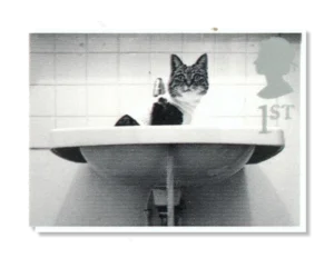 2001 GB2196 Cat in Washbasin