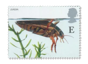 2001 GB2221 Great Diving Beetle (Dytiscus marginalis)