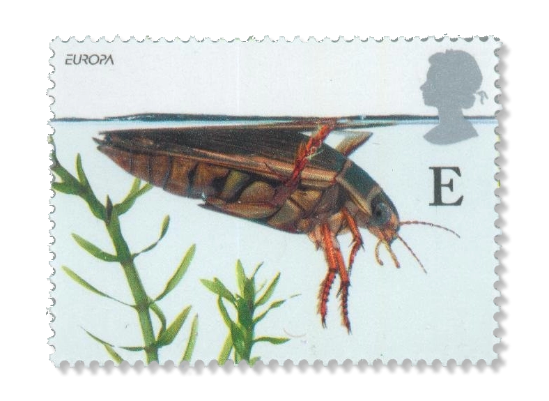 2001 GB2221 Great Diving Beetle (Dytiscus marginalis)