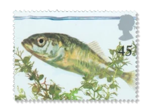 2001 GB2222 Three-spined Stickleback (Gasterosteus aculeatus)