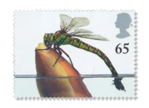 2001 GB2223  Blue Hawker (Aeshna cyanea)