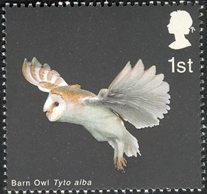 2003 GB2329 Barn Owl (Tyto alba) with extended Wings and Legs down