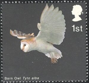 2003 GB2331 Barn Owl (Tyto alba) in Flight with Wings raised