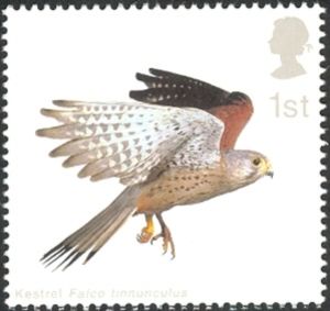 2003 GB2332 Common Kestrel (Falco tinnunculus) with Wings folded