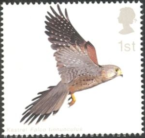 2003 GB2333  Common Kestrel (Falco tinnunculus) with Wings fully extended