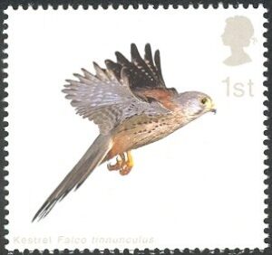 2003 GB2334 Common Kestrel (Falco tinnunculus) with Wings horizontal