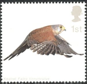 2003 GB2335 Common Kestrel (Falco tinnunculus) with Wings partly extende