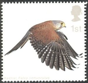 2003 GB2336 Common Kestrel (Falco tinnunculus) with Wings fully extended