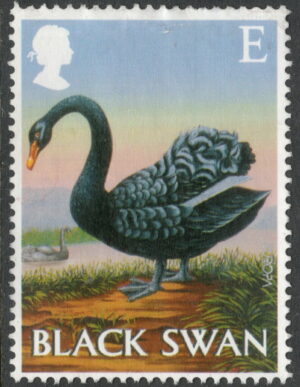 2003 GB2393 Black Swan (Cygnus atratus)