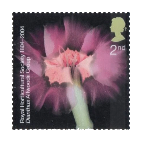 2004 GB2456 Flowers