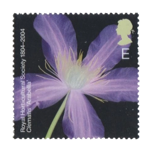 2004 GB2458 Clematis "Arabella"