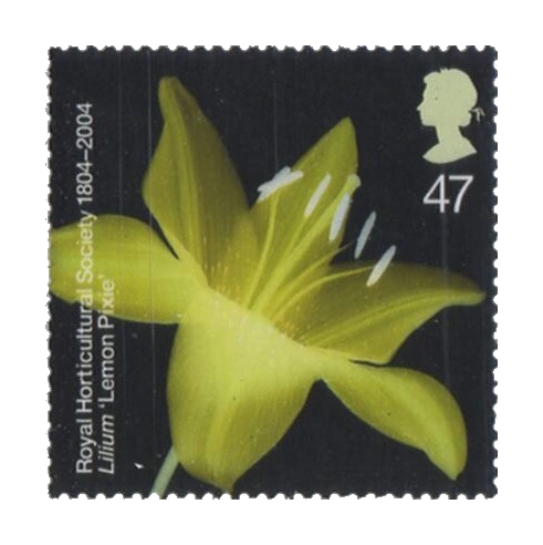 2004 GB2460 Lilium "Lemon Pixie"