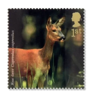 2004 GB2480 Roe Deer (Capreolus capreolus)