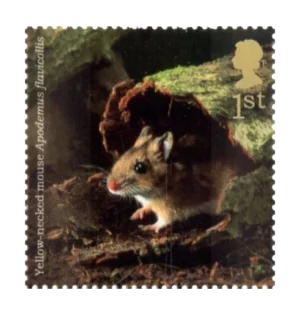 2004 GB2482 Yellow-necked Mouse (Apodemus flavicollis)