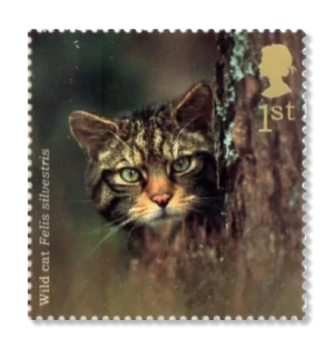 2004 GB2483 Wildcat (Felis silvestris)