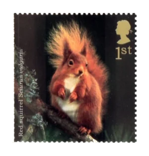 2004 GB2484 Eurasian Red Squirrel (Sciurus vulgaris)