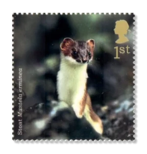 2004 GB2485 Stoat (Mustela erminea)