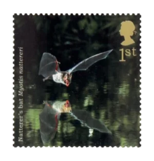 2004 GB2486 Natterer's Bat (Myotis nattereri)