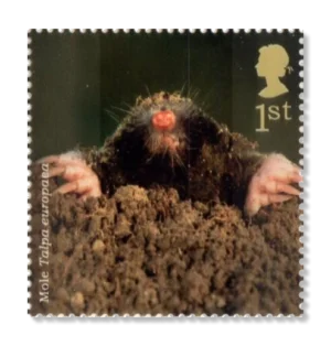 2004 GB2487 European Mole (Talpa europaea)