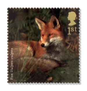 2004 GB2488 Red Fox (Vulpes vulpes)