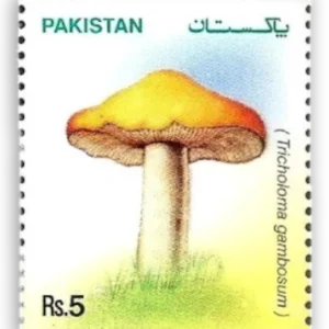 Mushrooms