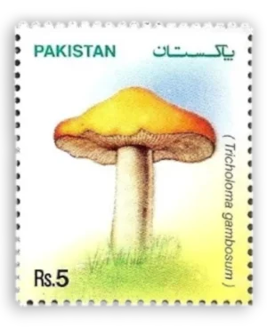 Mushrooms
