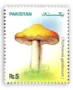 Mushrooms