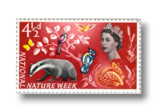 National Nature Week European Badger