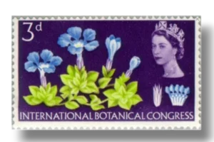 Spring Gentian