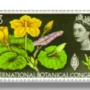 International Botanical Congress Fringed Water Lily