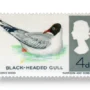 British Birds Black-headed Gull