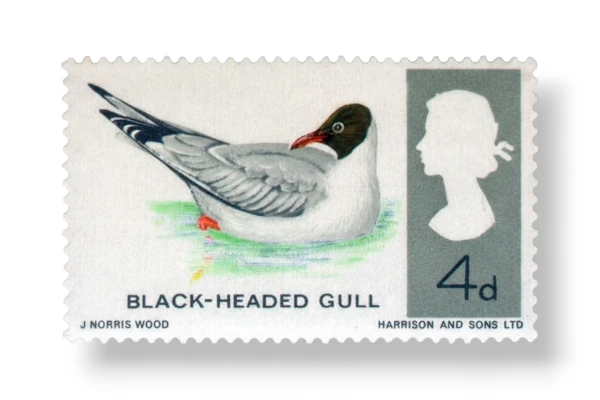 British Birds Black-headed Gull
