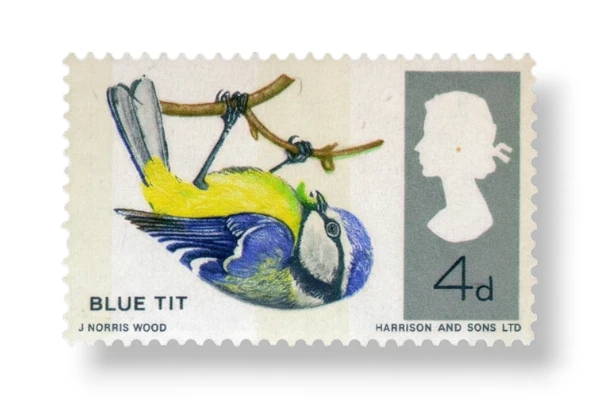British Birds Blue tit